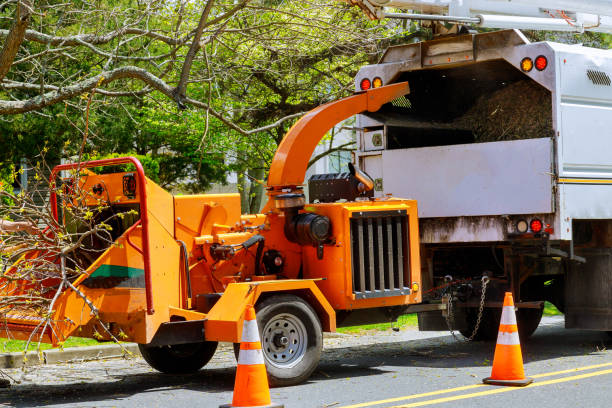 How Our Tree Care Process Works  in Round Lake Beach, IL